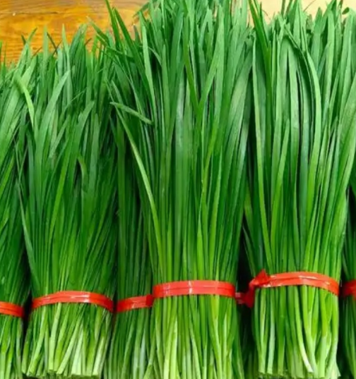 精选绿色韭菜